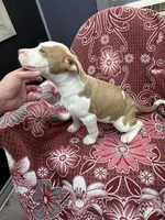 Lacy , a female American Bully for sale in Denton, TX – 7 of 7