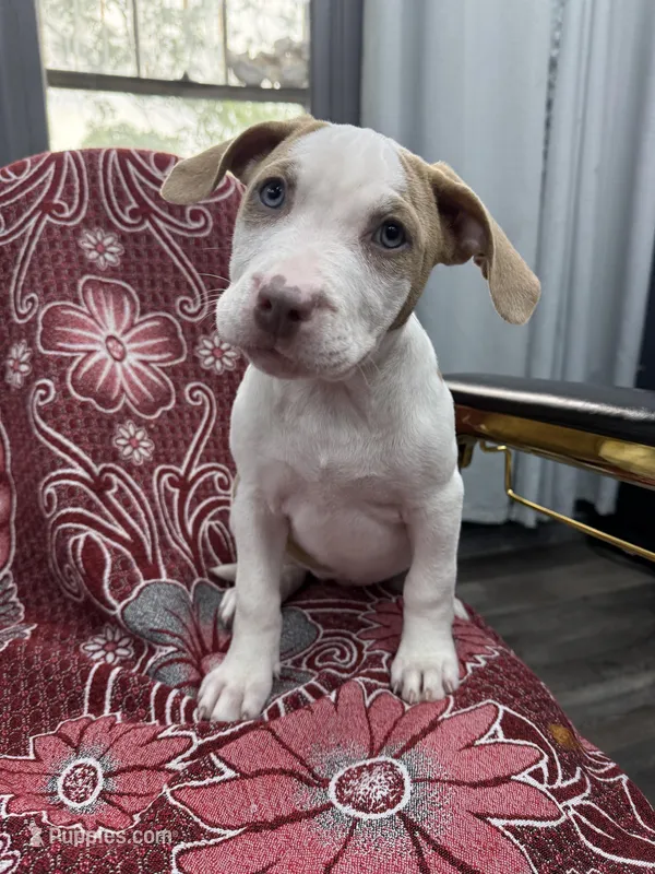 Lacy  – American Bully puppy for sale in Denton, TX