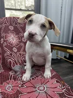Lacy , a female American Bully for sale in Denton, TX – 1 of 7