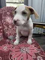 Lacy , a female American Bully for sale in Denton, TX – 2 of 7