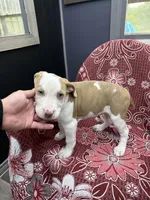 Lacy , a female American Bully for sale in Denton, TX – 4 of 7