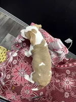 Lacy , a female American Bully for sale in Denton, TX – 6 of 7