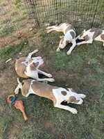 Rufus, a male American Bully for sale in Denton, TX – 4 of 4