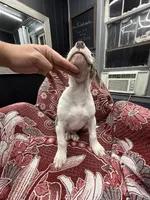 Ranger , a male American Bully for sale in Denton, TX – Photo 3 of 9