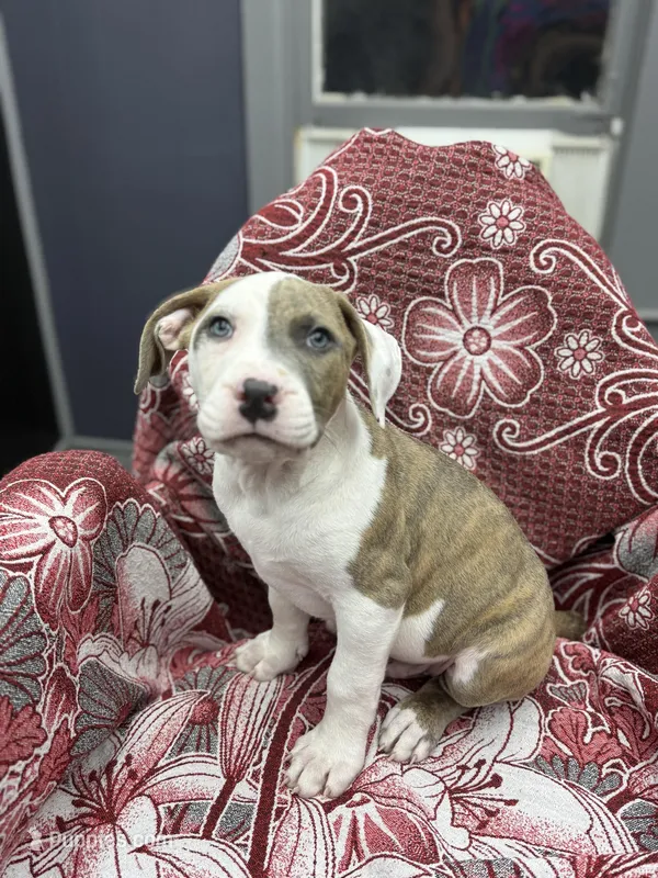 Ranger  – American Bully puppy for sale in Denton, TX