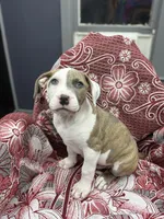 Ranger , a male American Bully for sale in Denton, TX – Photo 1 of 9