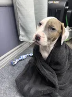 Ranger , a male American Bully for sale in Denton, TX – Photo 9 of 9