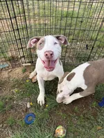 Chacha, a male American Bully for sale in Denton, TX – 4 of 4