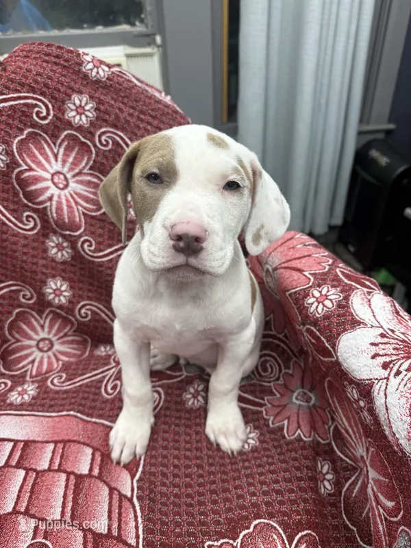 Ronin – American Bully puppy for sale in Denton, TX