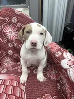 Ronin, a male American Bully for sale in Denton, TX – Photo 1 of 9