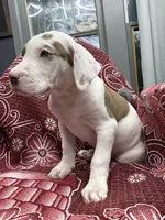 Ronin, a male American Bully for sale in Denton, TX – Photo 5 of 9