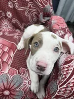 Ronin, a male American Bully for sale in Denton, TX – Photo 2 of 9