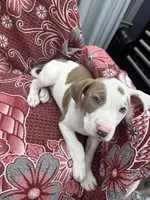 Ronin, a male American Bully for sale in Denton, TX – Photo 4 of 9