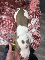 Ronin, a male American Bully for sale in Denton, TX – Photo 6 of 9