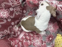 Ronin, a male American Bully for sale in Denton, TX – Photo 3 of 9