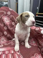 Ronin, a male American Bully for sale in Denton, TX – Photo 9 of 9