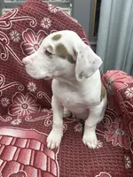 Ronin, a male American Bully for sale in Denton, TX – Photo 7 of 9