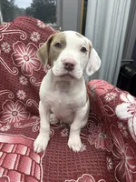 Ronin, a male American Bully for sale in Denton, TX – Photo 8 of 9