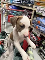 Tiger , a male American Bully for sale in Denton, TX – Photo 4 of 7