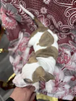 Tiger , a male American Bully for sale in Denton, TX – Photo 3 of 7