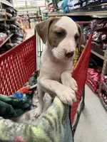 Tiger , a male American Bully for sale in Denton, TX – Photo 5 of 7