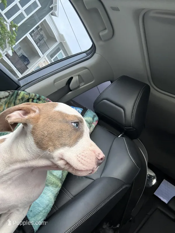 Tiger  – American Bully puppy for sale in Denton, TX