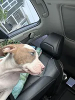 Tiger , a male American Bully for sale in Denton, TX – Photo 1 of 7