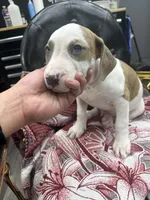 Tiger , a male American Bully for sale in Denton, TX – Photo 7 of 7