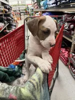 Tiger , a male American Bully for sale in Denton, TX – Photo 6 of 7