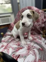 Tiger , a male American Bully for sale in Denton, TX – Photo 2 of 7