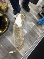 Ranger , a male American Bully for sale in Denton, TX – Photo 7 of 9