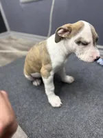 Ranger , a male American Bully for sale in Denton, TX – Photo 8 of 9