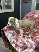 Ranger , a male American Bully for sale in Denton, TX – Photo 2 of 9