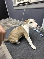 Ranger , a male American Bully for sale in Denton, TX – Photo 6 of 9