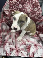 Ranger , a male American Bully for sale in Denton, TX – Photo 5 of 9