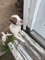 Ronin , a male American Bully for sale in Denton, TX – 2 of 3