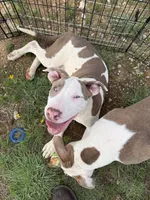 Chacha, a male American Bully for sale in Denton, TX – 2 of 4