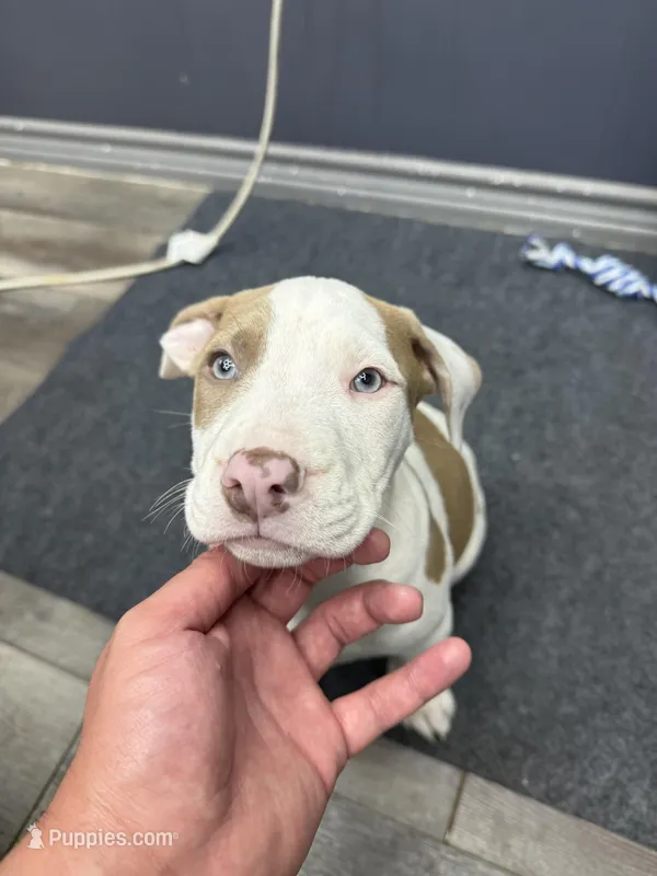 Chacha  – American Bully puppy for sale in Denton, TX