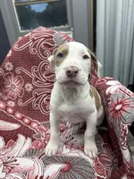 Chacha , a male American Bully for sale in Denton, TX – Photo 9 of 9