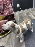 Chacha , a male American Bully for sale in Denton, TX – Photo 8 of 9