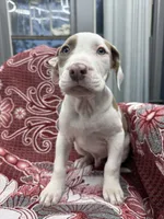 Chacha , a male American Bully for sale in Denton, TX – Photo 5 of 9
