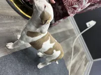 Chacha , a male American Bully for sale in Denton, TX – Photo 4 of 9