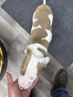 Chacha , a male American Bully for sale in Denton, TX – Photo 7 of 9