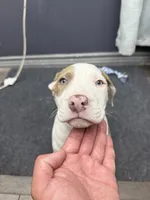 Chacha , a male American Bully for sale in Denton, TX – Photo 6 of 9