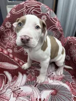 Chacha , a male American Bully for sale in Denton, TX – Photo 2 of 9