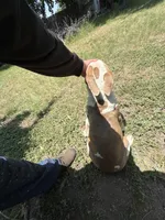 Dulce , a female American Bully for sale in Denton, TX – 2 of 2