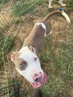 Rufus, a male American Bully for sale in Denton, TX – 2 of 4