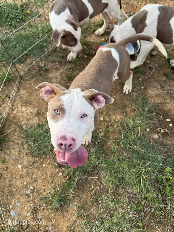 Rufus – American Bully puppy for sale in Denton, TX