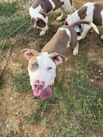 Rufus, a male American Bully for sale in Denton, TX – 1 of 4