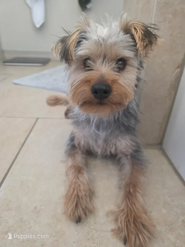 Cinco – Yorkshire Terrier puppy for sale in El Paso, TX